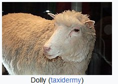 Dolly the sheep, the first mammal to have been successfully cloned from an adult cell, is born at the Roslin Institute.